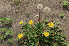 Taraxacum formosanum
