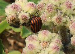 Graphosoma rubrolineatum