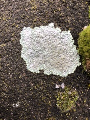 Protoparmeliopsis muralis