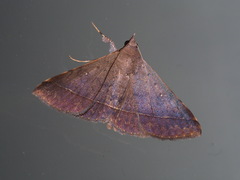 Hypospila bolinoides