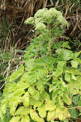 Angelica hirsutiflora