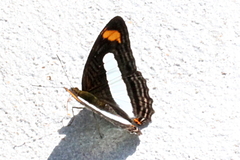 Adelpha iphiclus