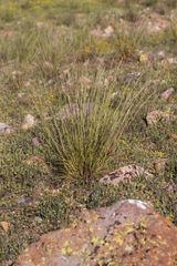 Poa secunda secunda