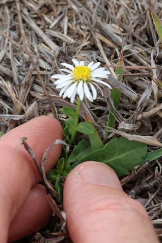 Image of Calotis cuneata by (c) Greg Tasney, some rights reserved (CC BY-SA)