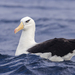 Campbell Albatross - Photo (c) damienesquerre2, some rights reserved (CC BY-NC)