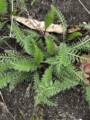 Achillea millefolium