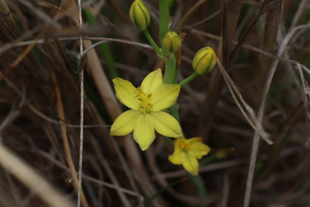Bulbine Lily from Allora QLD 4362, Australia on November 22, 2023 at 10
