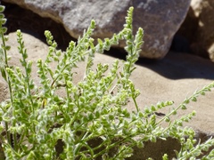 Cryptantha minima