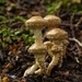 Pholiota subflammans - Photo (c) Steve Reekie, some rights reserved (CC BY-NC), uploaded by Steve Reekie