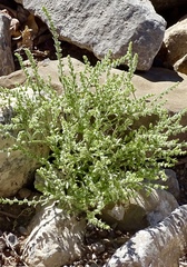 Cryptantha minima