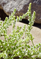 Cryptantha minima
