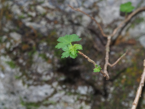Ribes viridiflorum