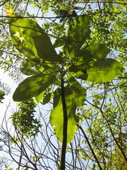 Magnolia dealbata