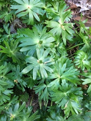Eranthis