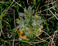 Lupinus densiflorus densiflorus