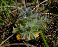 Lupinus densiflorus densiflorus
