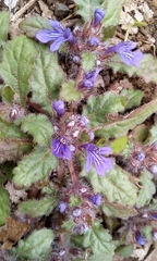 Ajuga decumbens