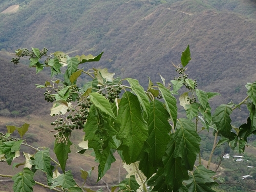 Solanum albidum, photograph 1