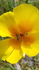 Lasioglossum pavonotus