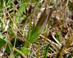 Castilleja levisecta