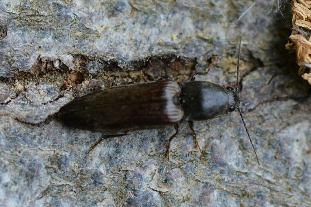 common brown click beetle from 5062 Oberhof, Schweiz on June 4, 2023 at ...