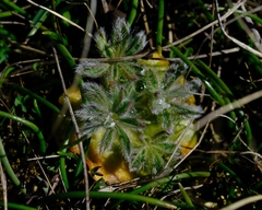 Lupinus densiflorus densiflorus