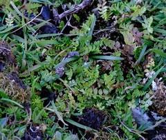 Limnanthes macounii