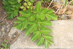 Angelica hirsutiflora