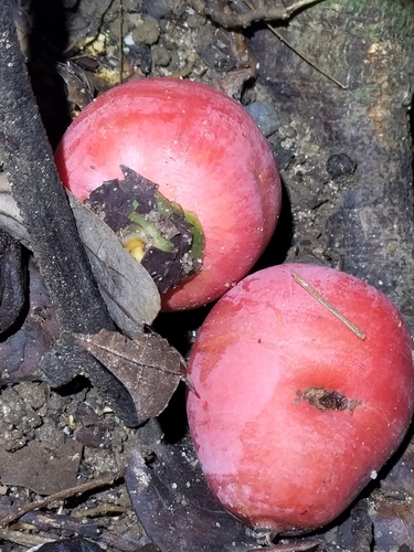 Image of Normanbya normanbyi by (c) Matthew Borella, some rights reserved (CC BY)