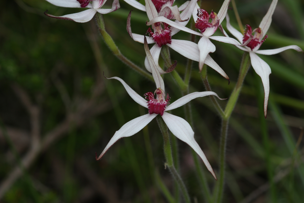 Caladenia in October 2023 by Felix Nicholls. Caladenia marginata x
