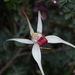 Exotic Spider Orchid - Photo (c) Felix Nicholls, some rights reserved (CC BY-NC), uploaded by Felix Nicholls