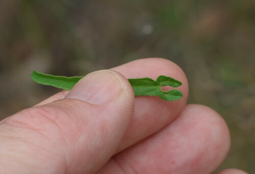 Image of Convolvulus graminetinus by (c) Greg Tasney, some rights reserved (CC BY-SA)