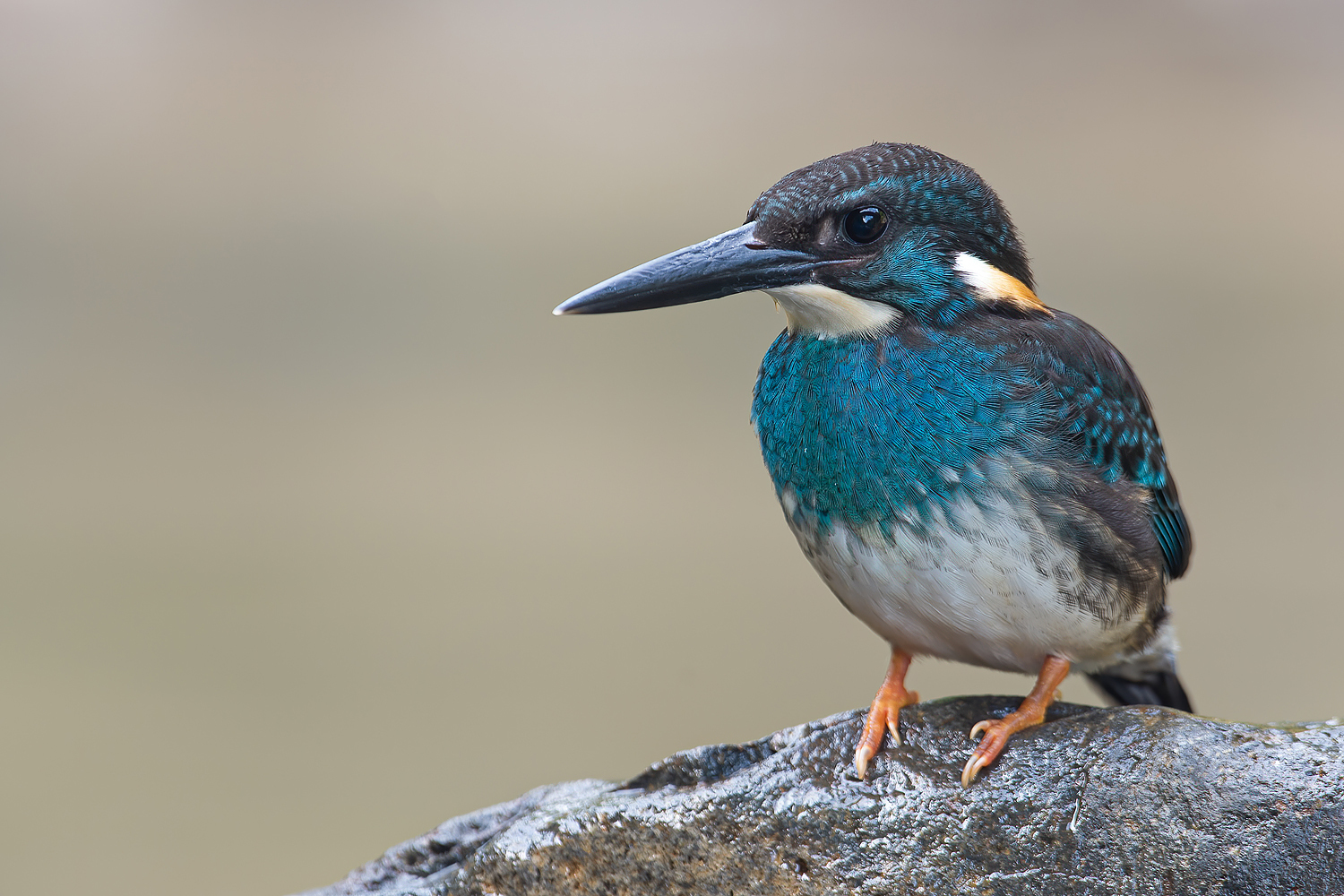 Javan Blue-banded Kingfisher illustration