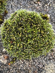 Grimmia pulvinata