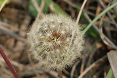 Taraxacum formosanum