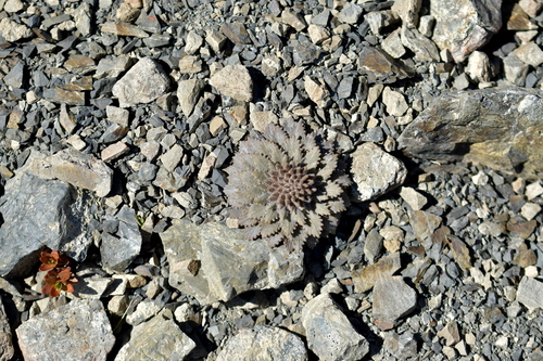 Image of Notothlaspi rosulatum by (c) Christopher Stephens, some rights reserved (CC BY-SA)