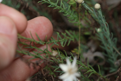 Image of Rhodanthe anthemoides by (c) Greg Tasney, some rights reserved (CC BY-SA)