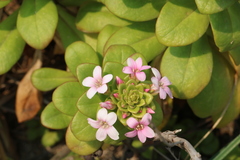 Lysimachia mauritiana