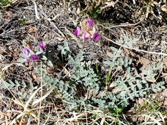 Astragalus amphioxys
