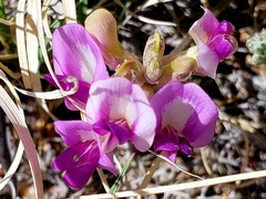 Astragalus amphioxys