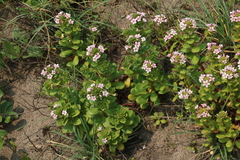 Lysimachia mauritiana