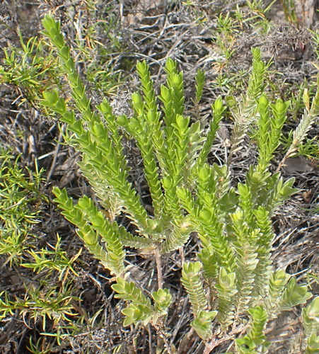 Image of Gnidia chrysophylla by (c) Nicola van Berkel, some rights reserved (CC BY-SA)