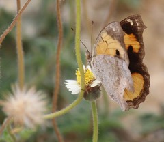 Junonia hierta hierta