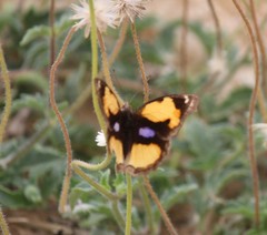 Junonia hierta hierta