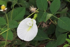 Clitoria