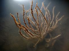 Pseudopterogorgia