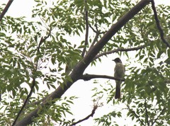 Pycnonotus sinensis hainanus