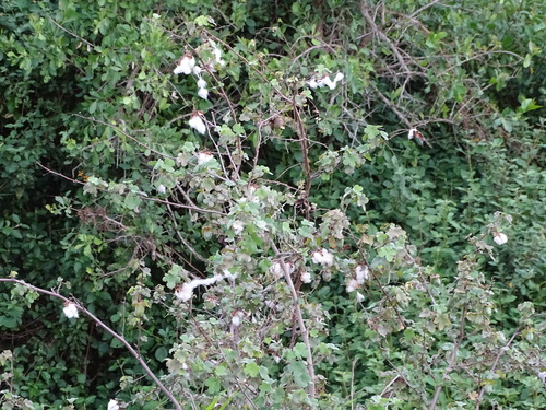 Image of Gossypium herbaceum by (c) Shaun Swanepoel, some rights reserved (CC BY)