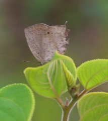 Surendra quercetorum