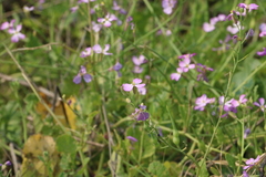 Raphanus sativus raphanistroides